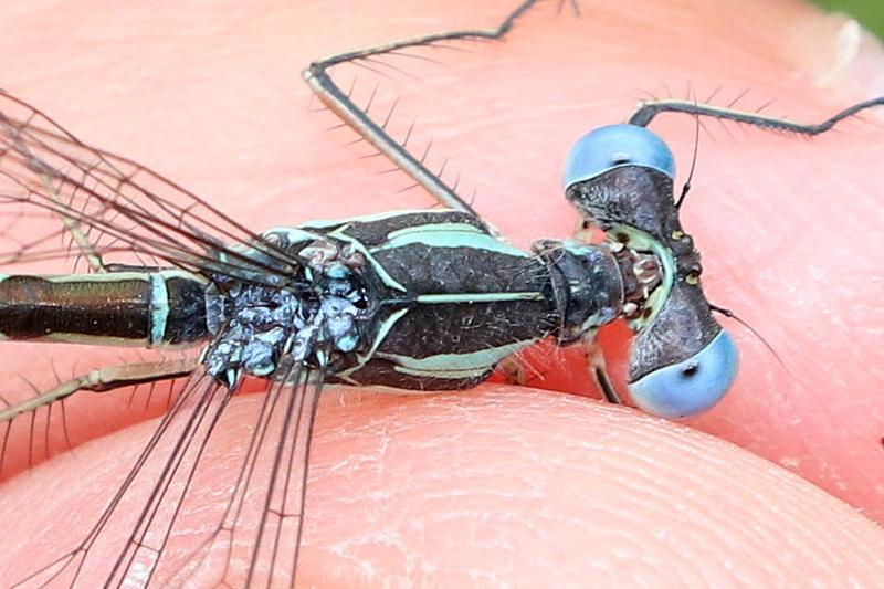 Photo of Slender Spreadwing