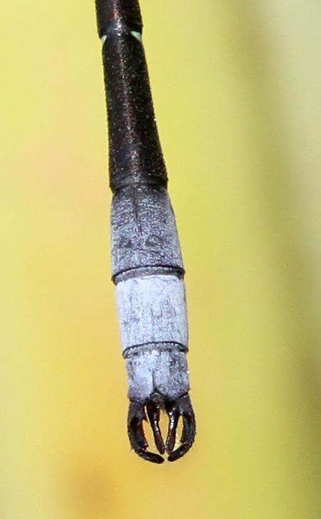 Photo of Sweetflag Spreadwing