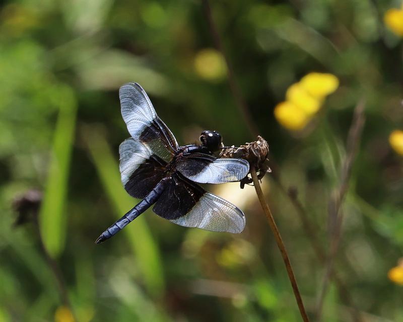 Photo of Widow Skimmer
