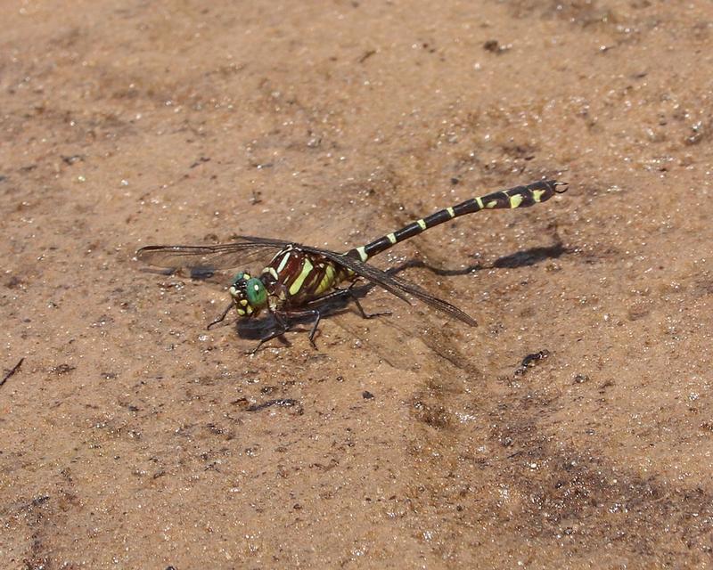 Photo of Zebra Clubtail