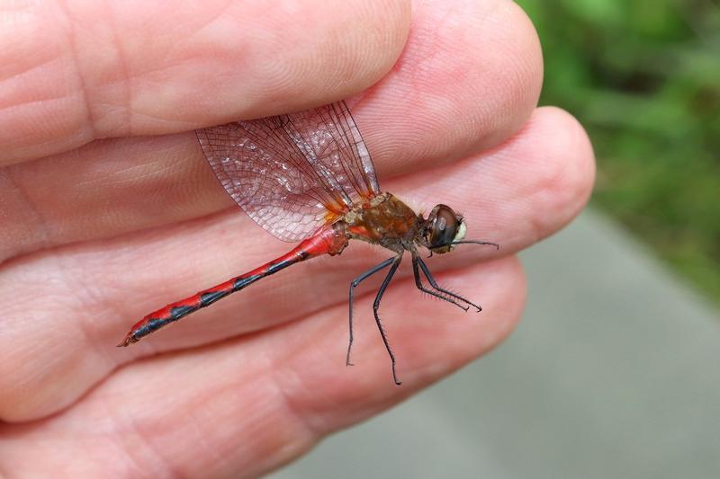 Photo of White-faced Meadowhawk