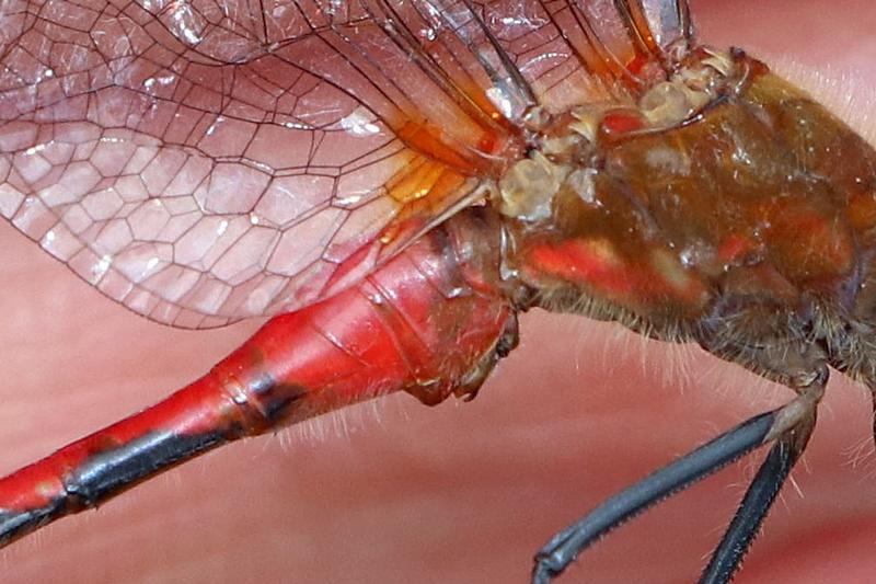 Photo of White-faced Meadowhawk