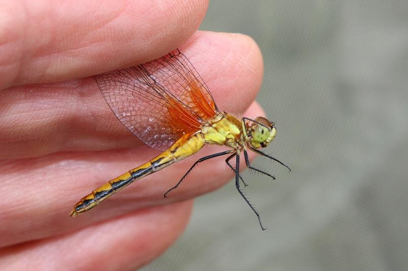 Photo of White-faced Meadowhawk