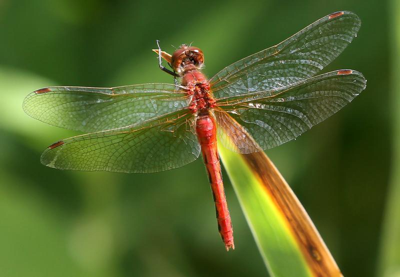 Photo of Cherry-faced Meadowhawk