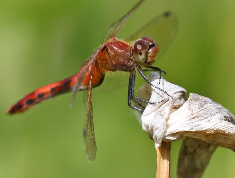 Photo of Cherry-faced Meadowhawk