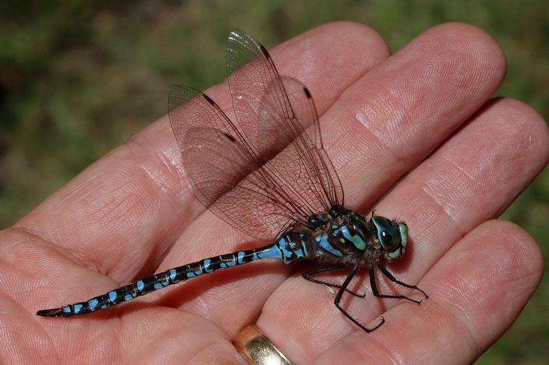Photo of Canada Darner