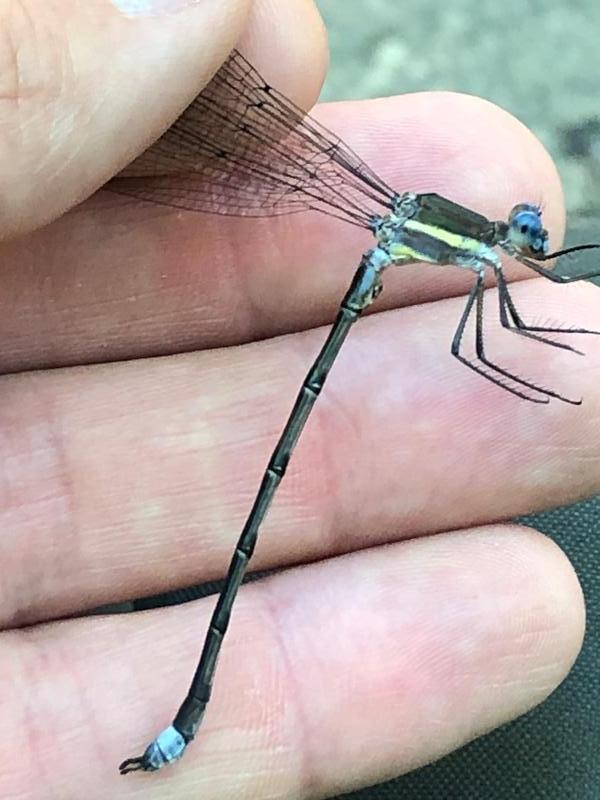 Photo of Great Spreadwing