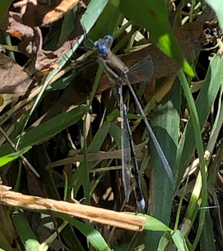 Photo of Great Spreadwing