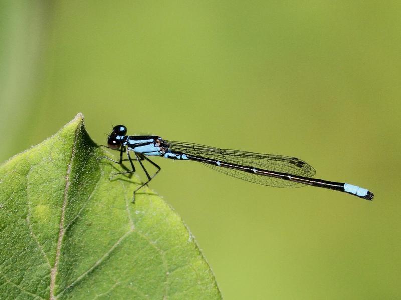 Photo of Skimming Bluet