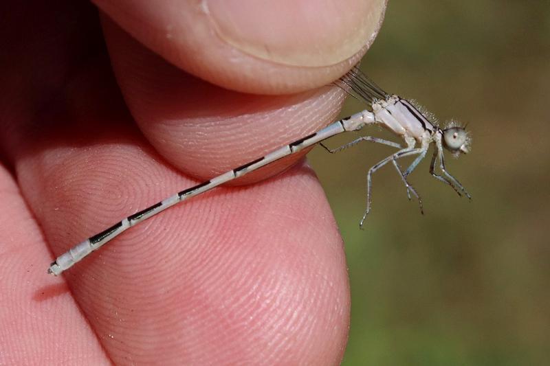Photo of Tule Bluet