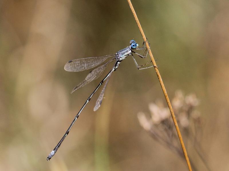 Photo of Slender Spreadwing