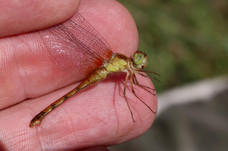 Photo of Autumn Meadowhawk