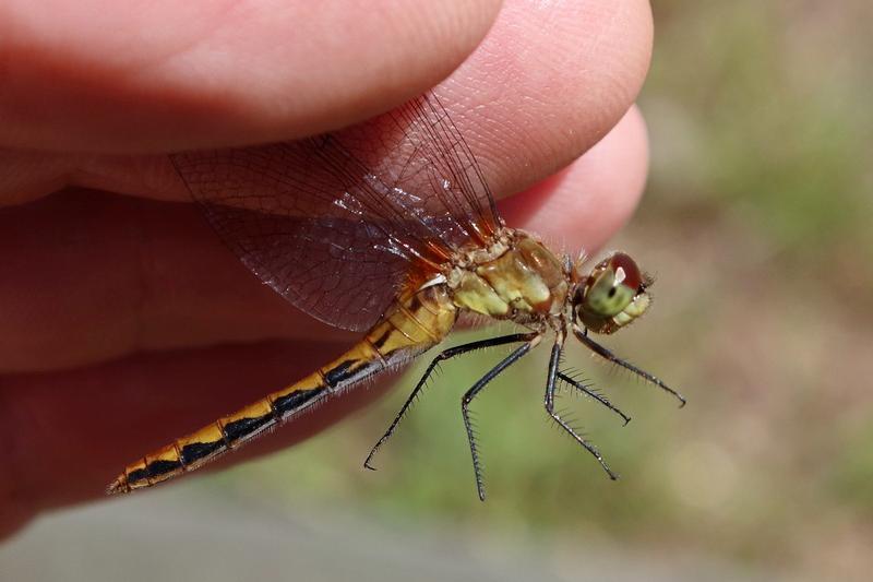 Photo of White-faced Meadowhawk