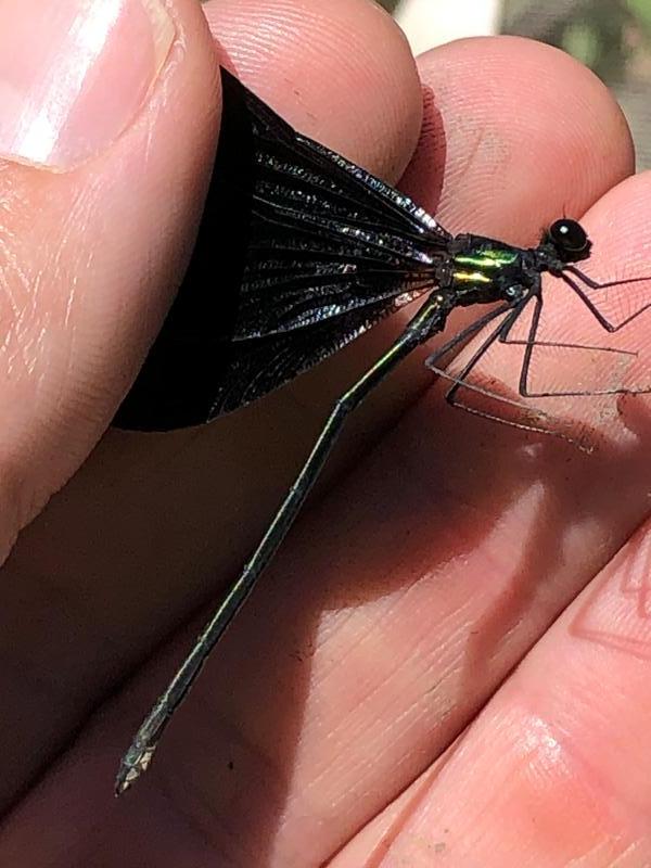 Photo of Ebony Jewelwing