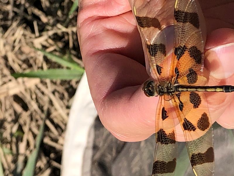 Photo of Halloween Pennant