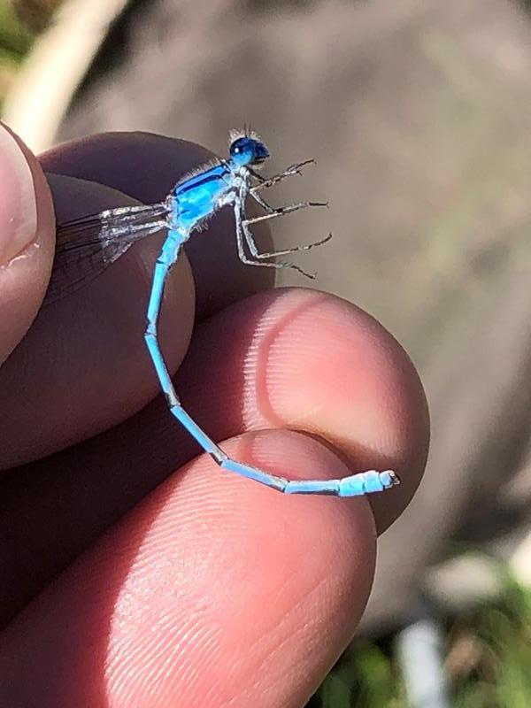 Photo of Familiar Bluet