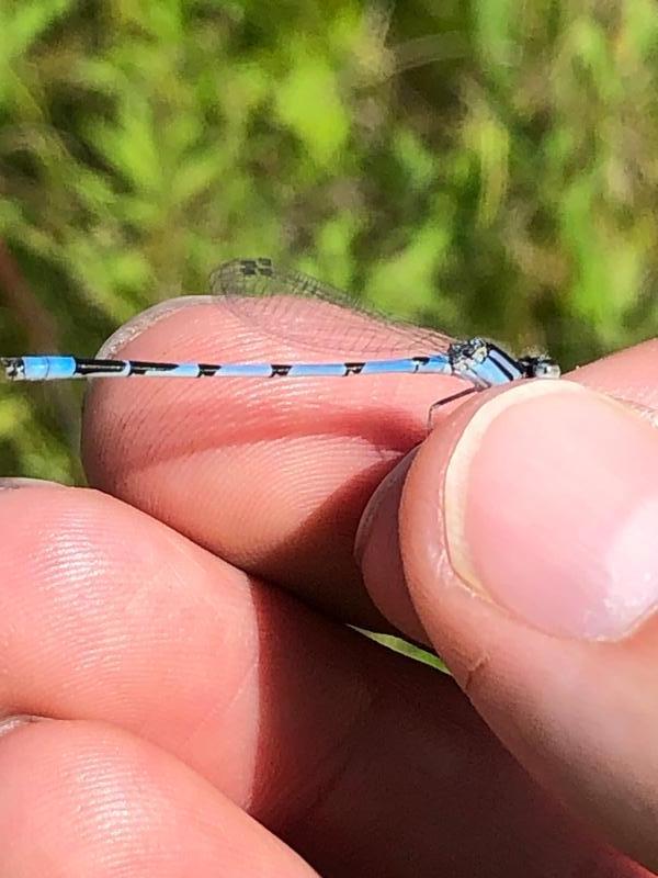 Photo of Familiar Bluet