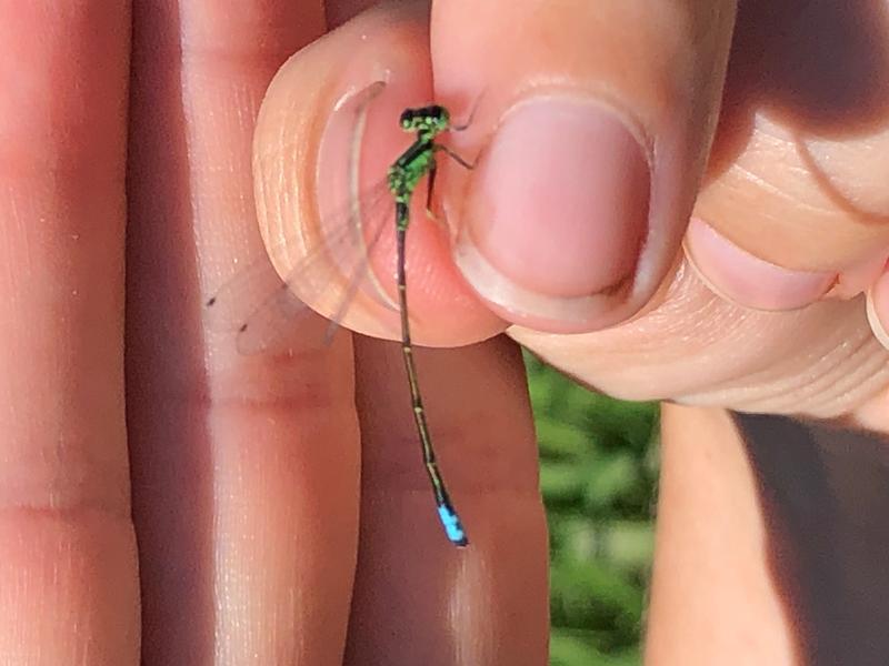 Photo of Eastern Forktail