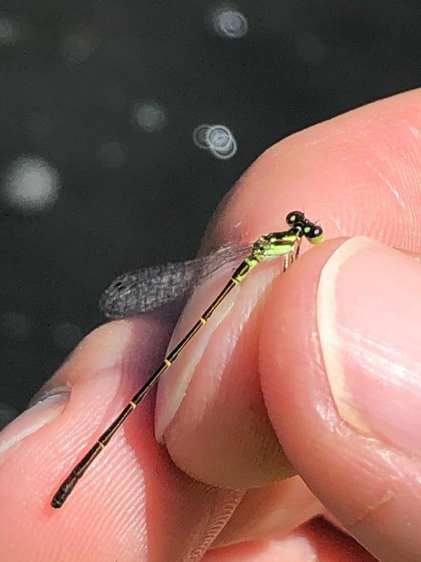 Photo of Fragile Forktail