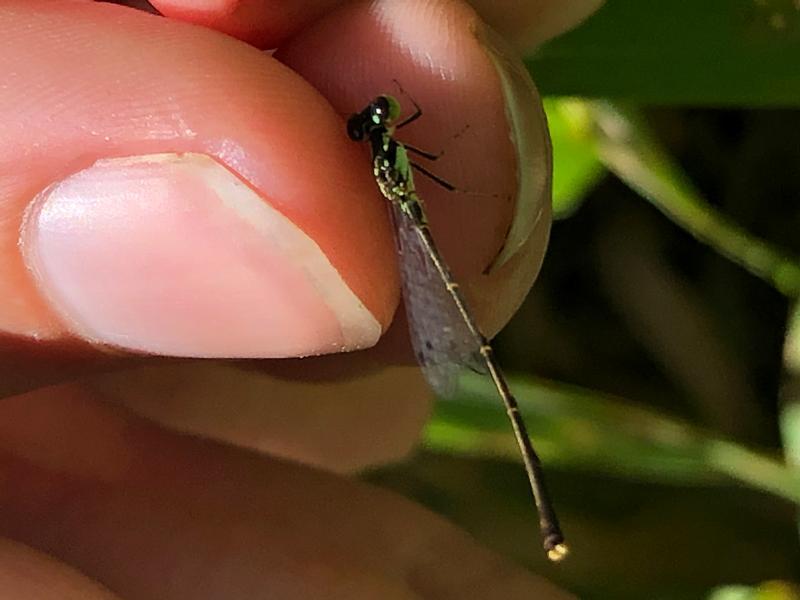 Photo of Fragile Forktail