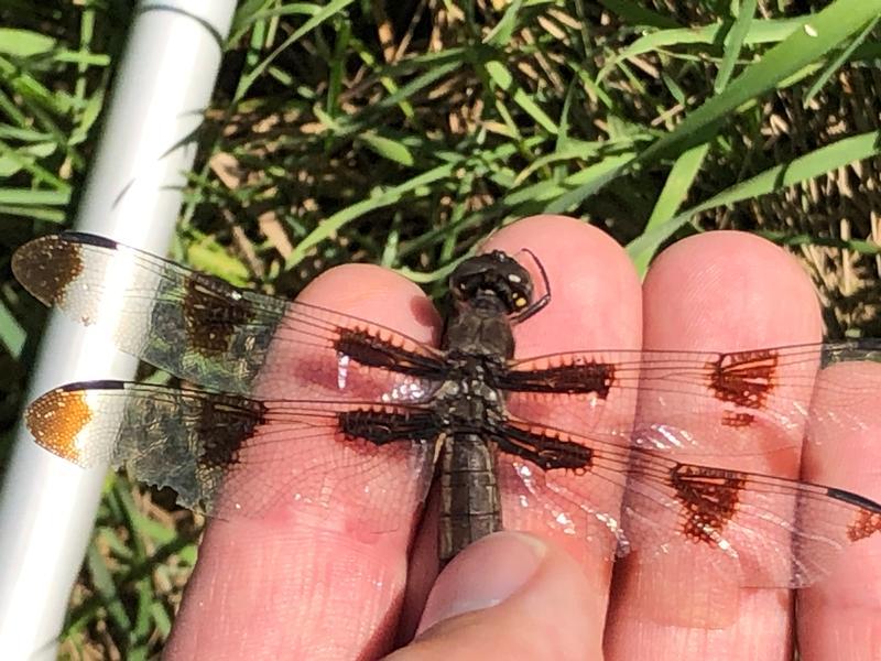 Photo of Twelve-spotted Skimmer