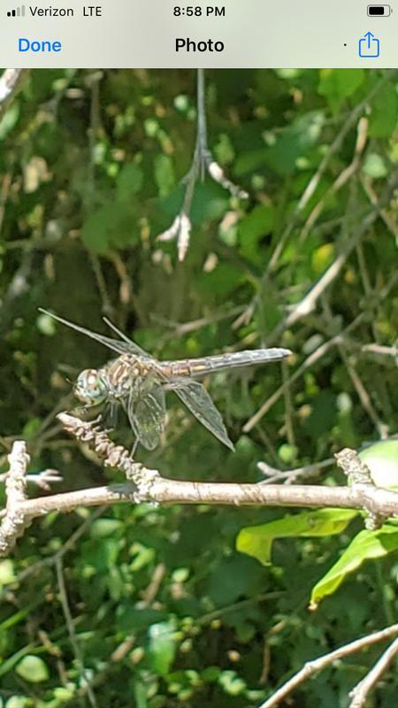 Photo of Blue Dasher