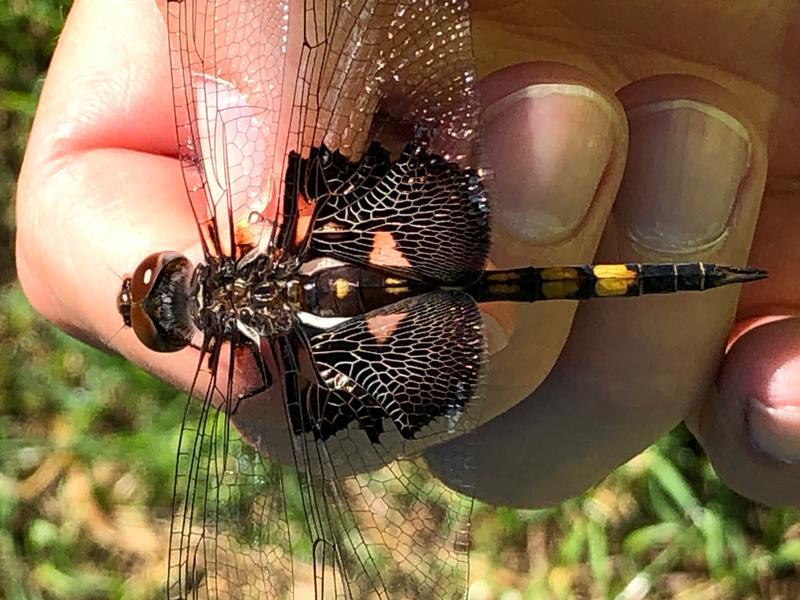 Photo of Black Saddlebags