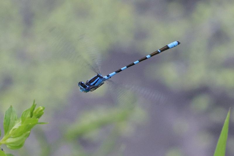 Photo of Tule Bluet