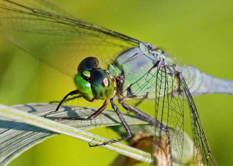 Photo of Eastern Pondhawk