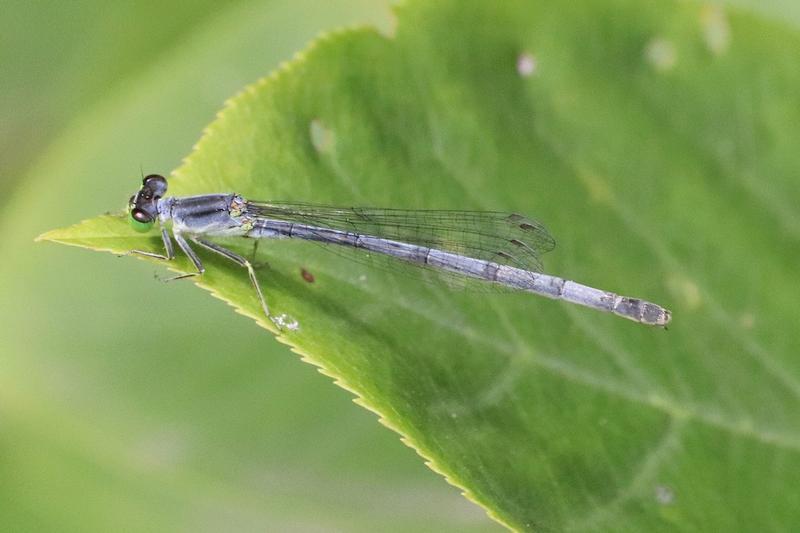 Photo of Eastern Forktail