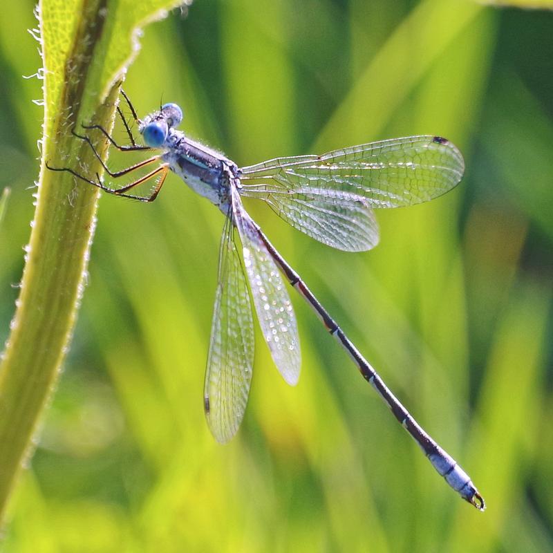 Photo of Lyre-tipped Spreadwing