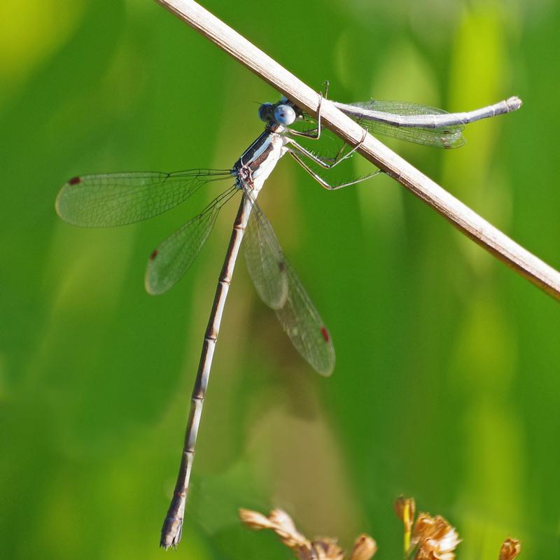 Photo of Slender Spreadwing