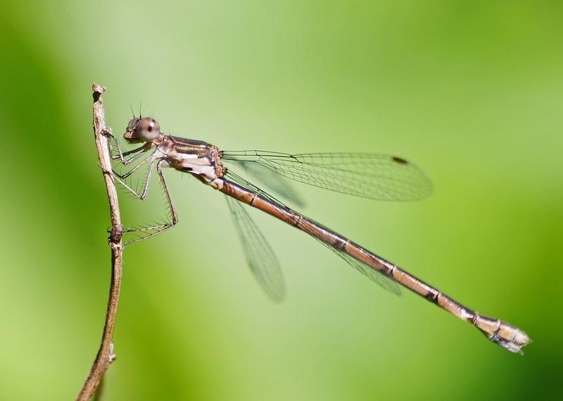 Photo of Spotted Spreadwing