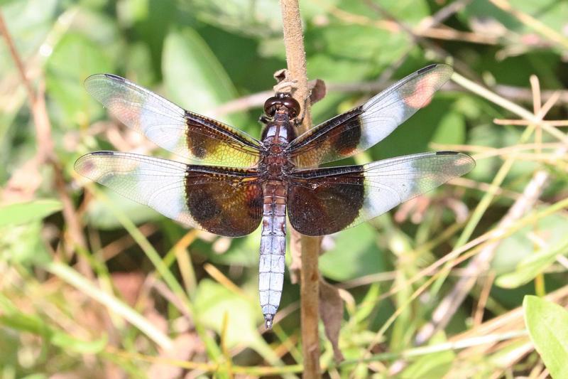 Photo of Widow Skimmer
