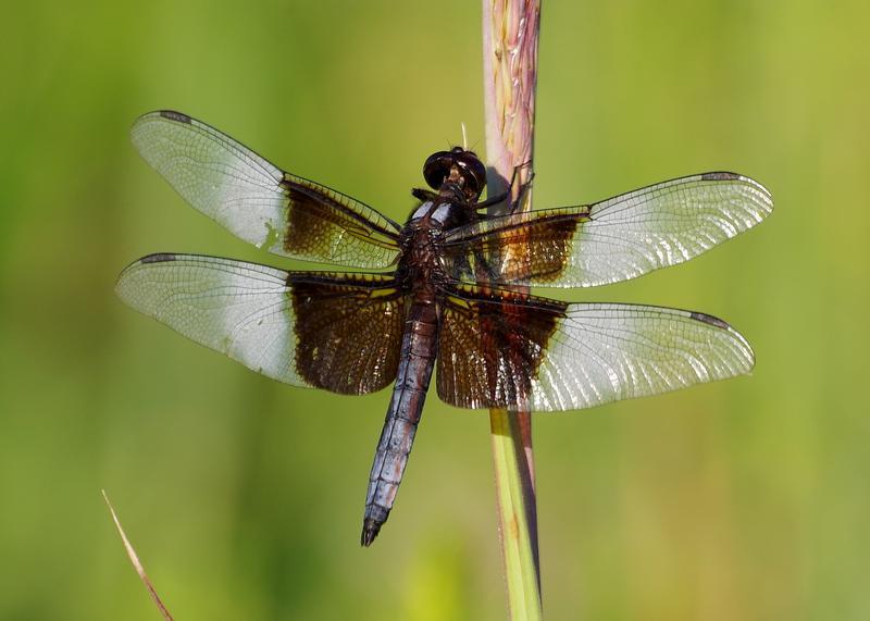 Photo of Widow Skimmer