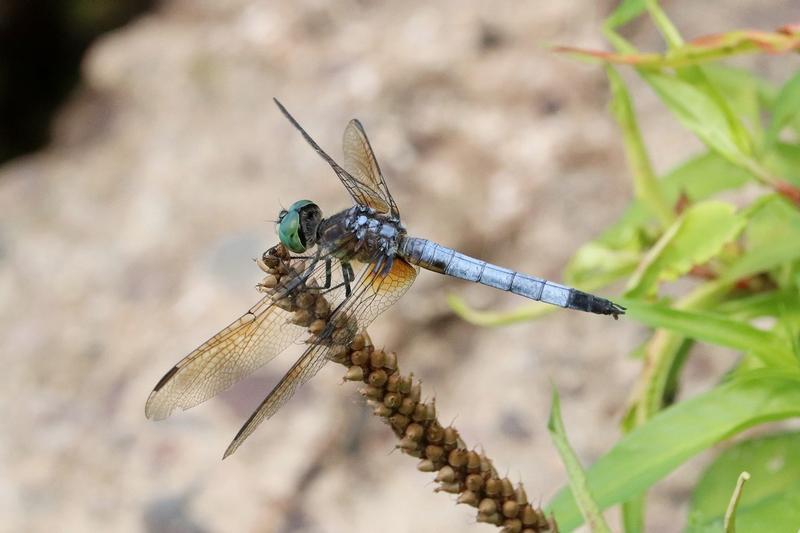Photo of Blue Dasher