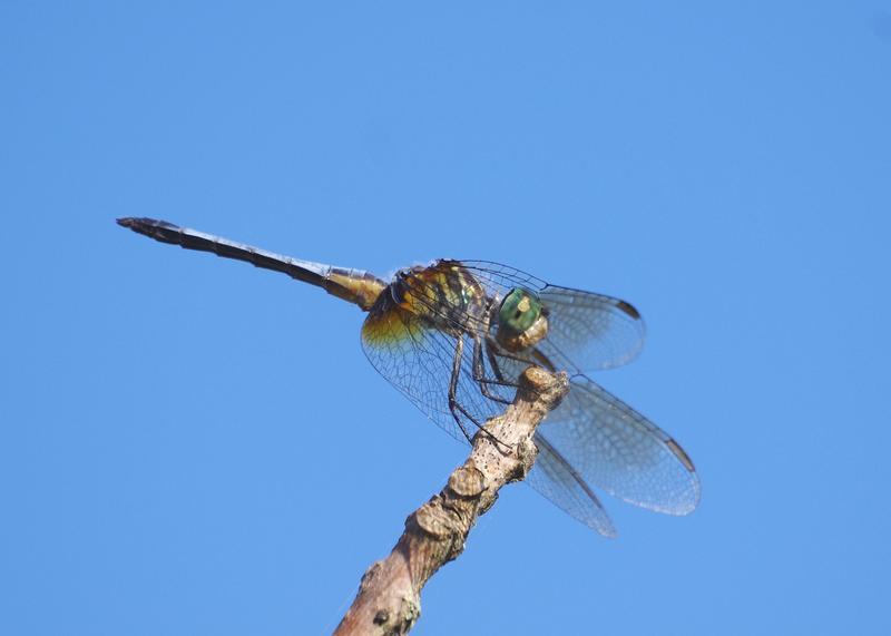 Photo of Blue Dasher