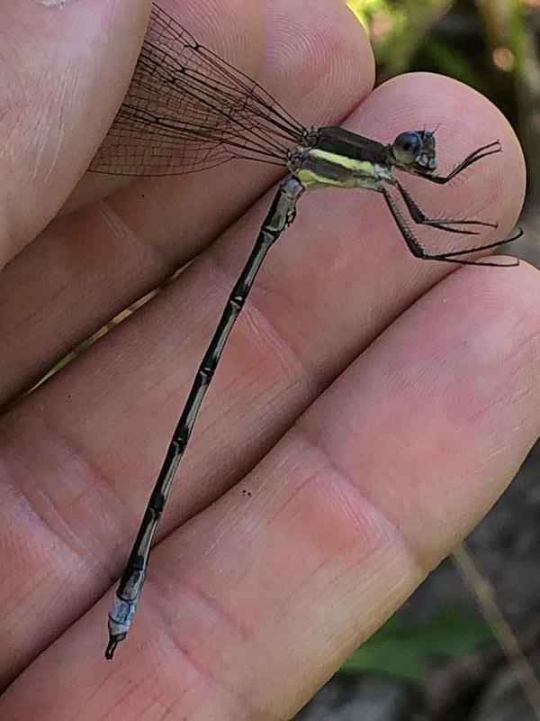 Photo of Great Spreadwing