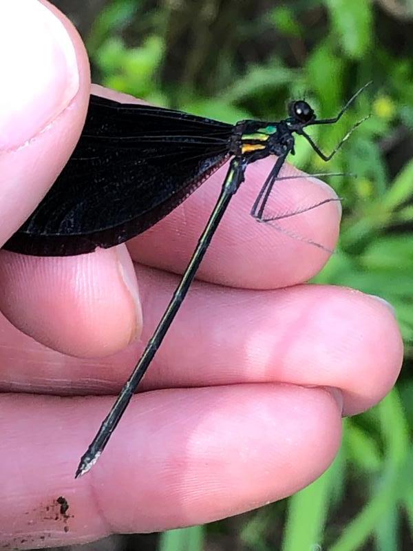 Photo of Ebony Jewelwing