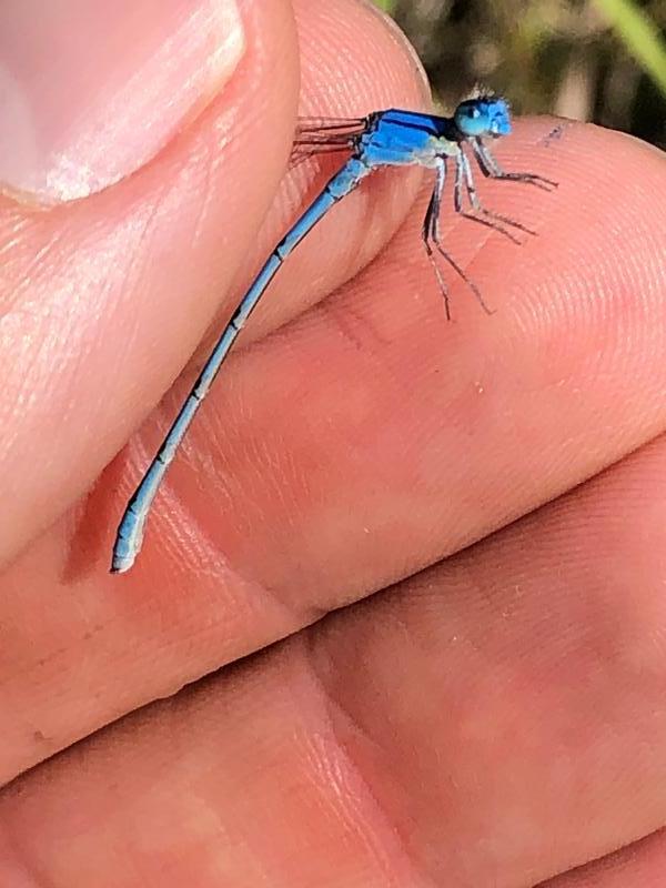 Photo of Familiar Bluet