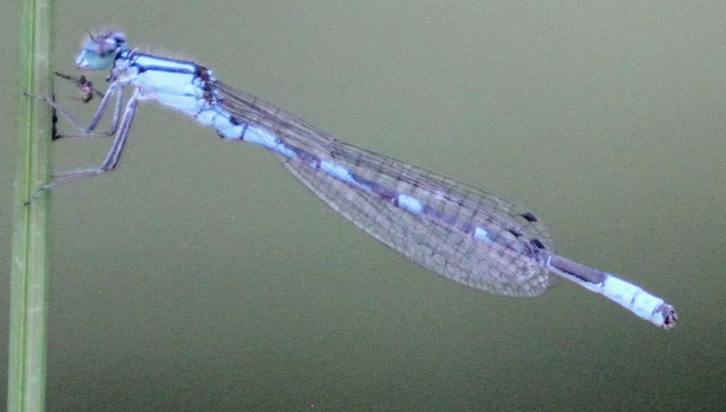 Photo of Tule Bluet