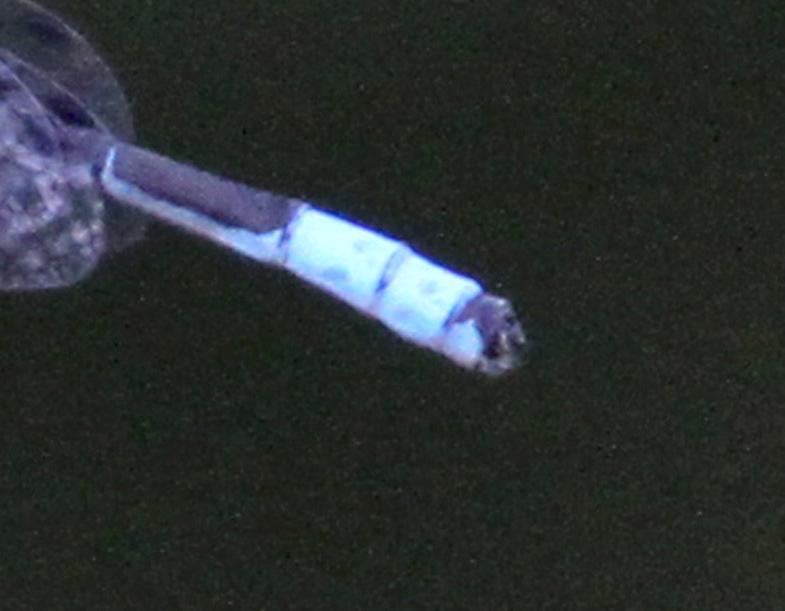 Photo of Tule Bluet