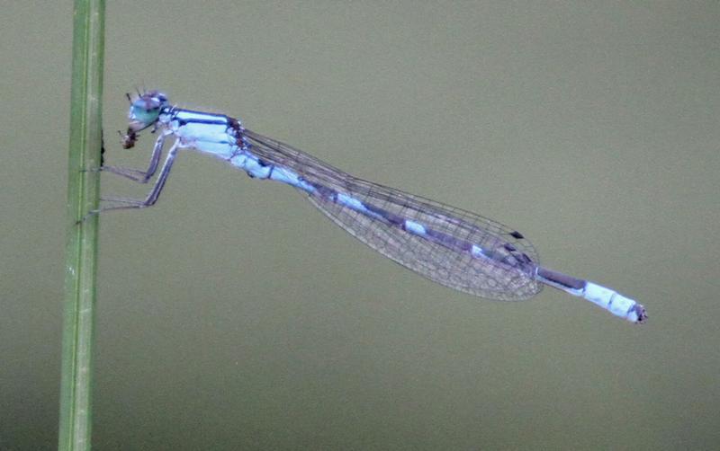 Photo of Tule Bluet