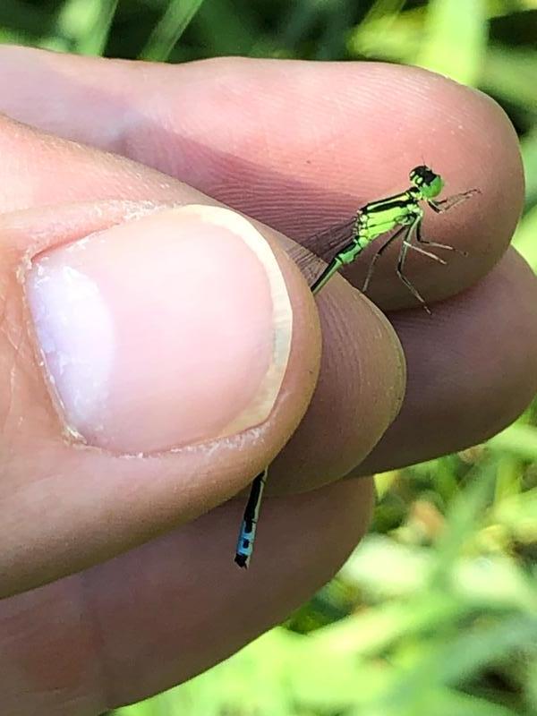 Photo of Eastern Forktail