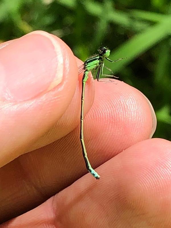 Photo of Eastern Forktail