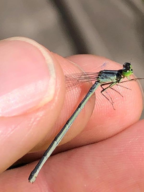 Photo of Eastern Forktail