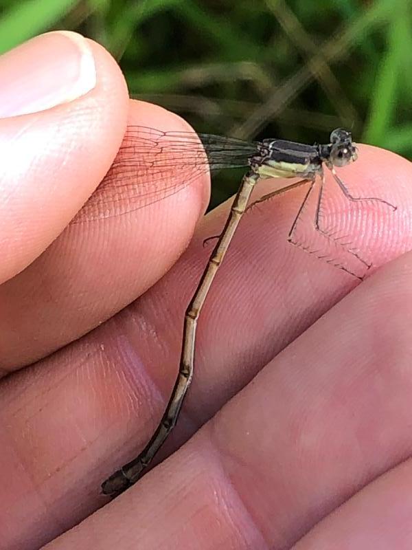 Photo of Sweetflag Spreadwing