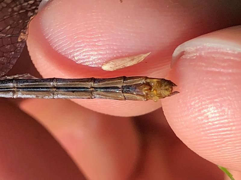 Photo of Ruby Meadowhawk
