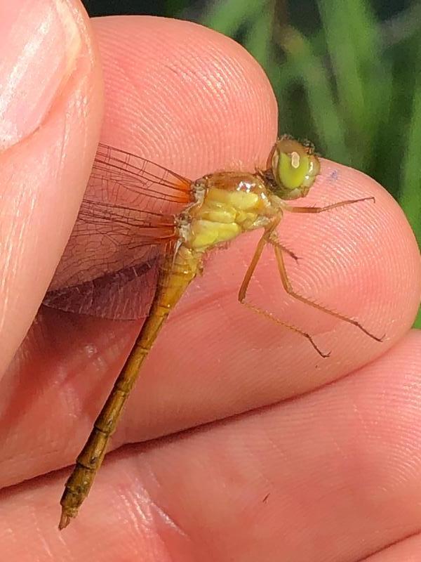 Photo of Autumn Meadowhawk