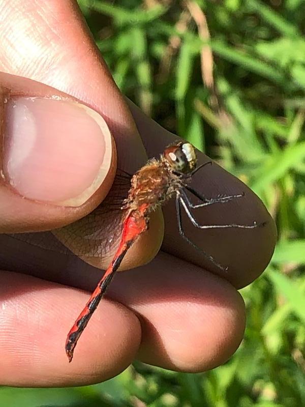 Photo of White-faced Meadowhawk